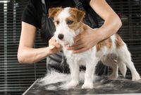 Ausbildungsst&auml;tte zum Hundefriseur/Groomer &amp; Tierpfleger